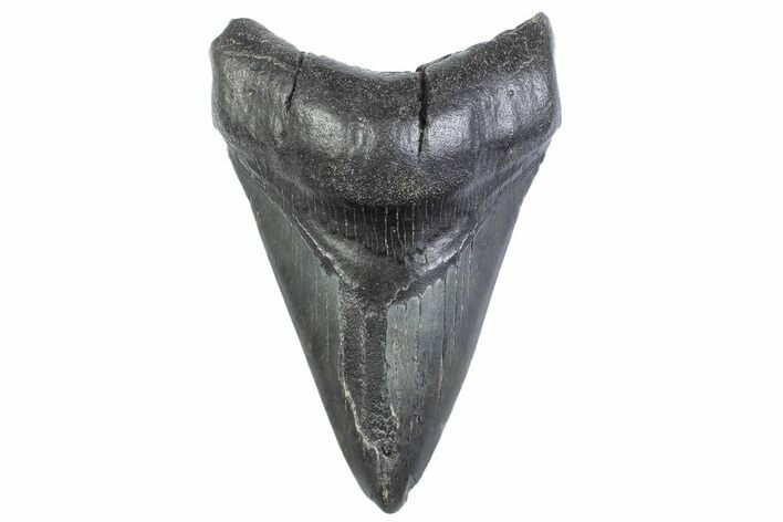 Fossil Megalodon Tooth - South Carolina #371954